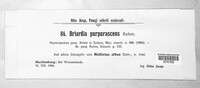 Duebenia compta image